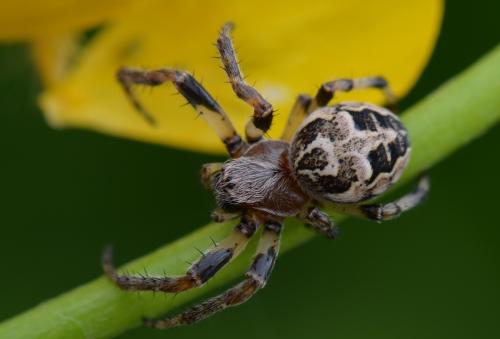 Larinioides cornutus
